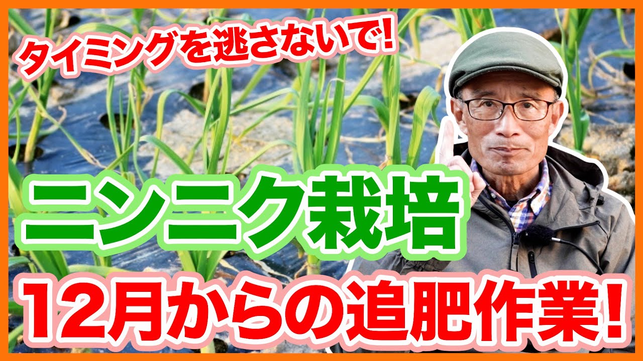 家庭菜園や農園のニンニク栽培でタイミング厳守の追肥！12月～1月上旬の重要作業とニンニクの育て方！【農家直伝】