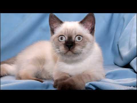 Video: Kashmir Cat Cat Breed Hypoallergenic, Kalusugan At Life Span