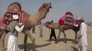 Camels Festival In Pakistan 2021 By Sajjad Mazari Part Hum Saraiki