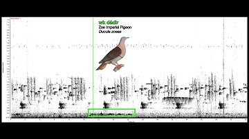 05 Spectrogram of Birdsong