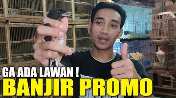 BIG SALE ! BANJIR Murai Batu Trotol Hutan, Cucak Ijo Body Jumbo, Trucuk Kebo, DLL Kios Edie Jovanis