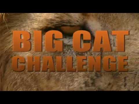 Big Cat Challenge [Teaser trailer]