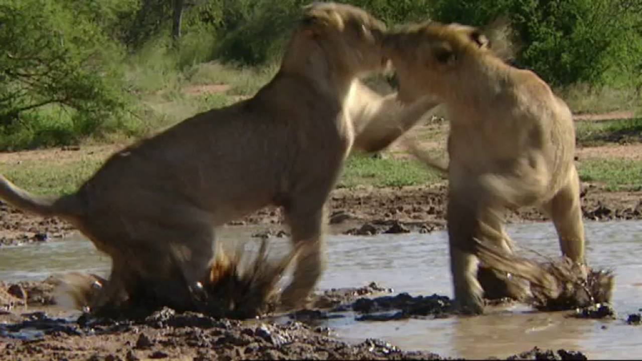 mountain lion live tv Big Cat Challenge [Teaser trailer]