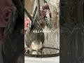 いつものオッカ クネクネダンス 右足上げも練習中 