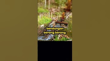 kenapa berang berang suka membuat bendungan? #shorts #viralvideo #tahukahkamu