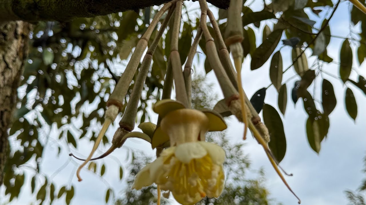 Hoàn thành quy trình làm bông cho vườn sầu riêng 5 năm tuổi 