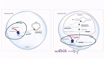 USMLE Step 1 Translation
