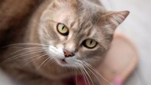 How To Handle Cats Chewing Furniture And Other Objects