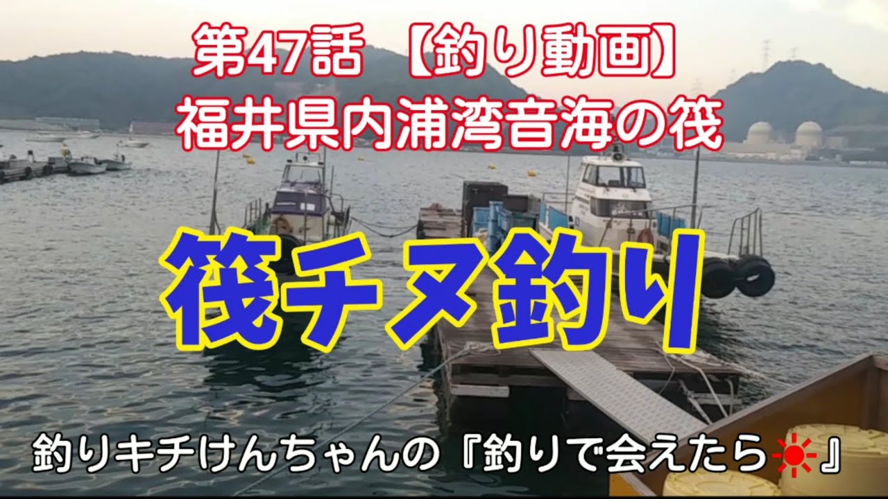 チヌかかり釣り 年6月福井県内浦湾音海の筏 またまたチヌが Youtube