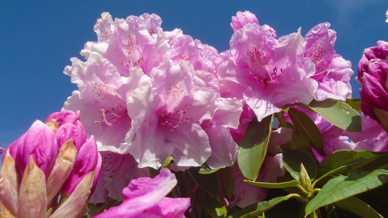 Somewhere between the light - Wigan Haigh Standish 2021