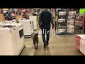 Bethlehem Dog Trainers: Off Leash K9 Training ||| 3 year old AmStaff, Petunia Bethlehem Dog Trainers: Off Leash K9 Training ||| 3 year old AmStaff, Petunia