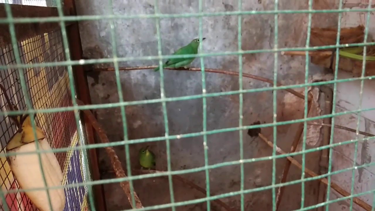 Ternak cucak ijo untung juta'an 