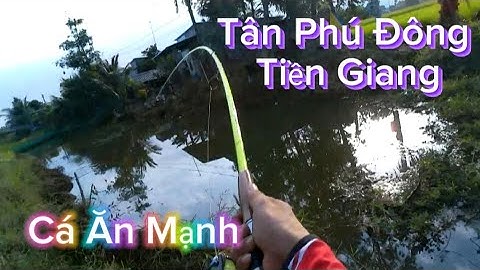 Câu Cá Lóc Ở Kênh - Tân Phú Đông- Tiền Giang / Thế Phong Fishing