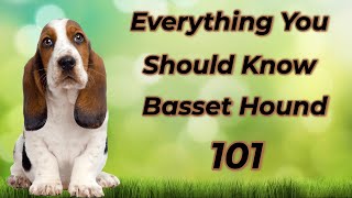 Basset Hound 101: Is It Right For You?