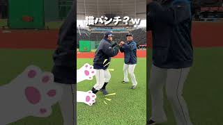【猫パンチ炸裂！？】中村選手と柘植選手のシャドーボクシングはショート動画行きです