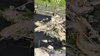 #viral #naggin #snake #youtubeshorts #youtubeshorts