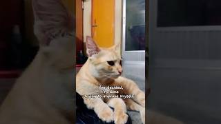 Why YOU should love cats😻#cat #cute #kitten #cutecat #cats #catvideos #shortsfeed #shorts #pets #fyp