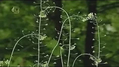 Отдел покрытосеменные. Семейство бобовых. Многообразие растений семейства бобовых