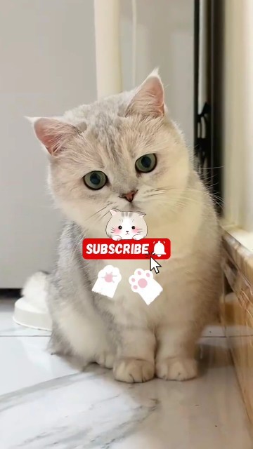 Cat, Gako, Neko 😻 #trending#cat #neko #catcute #cutebaby #catvideos #kitten #kittencat