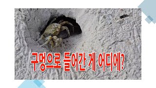 ［자연] 구멍으로 들어간 게는 어디에?