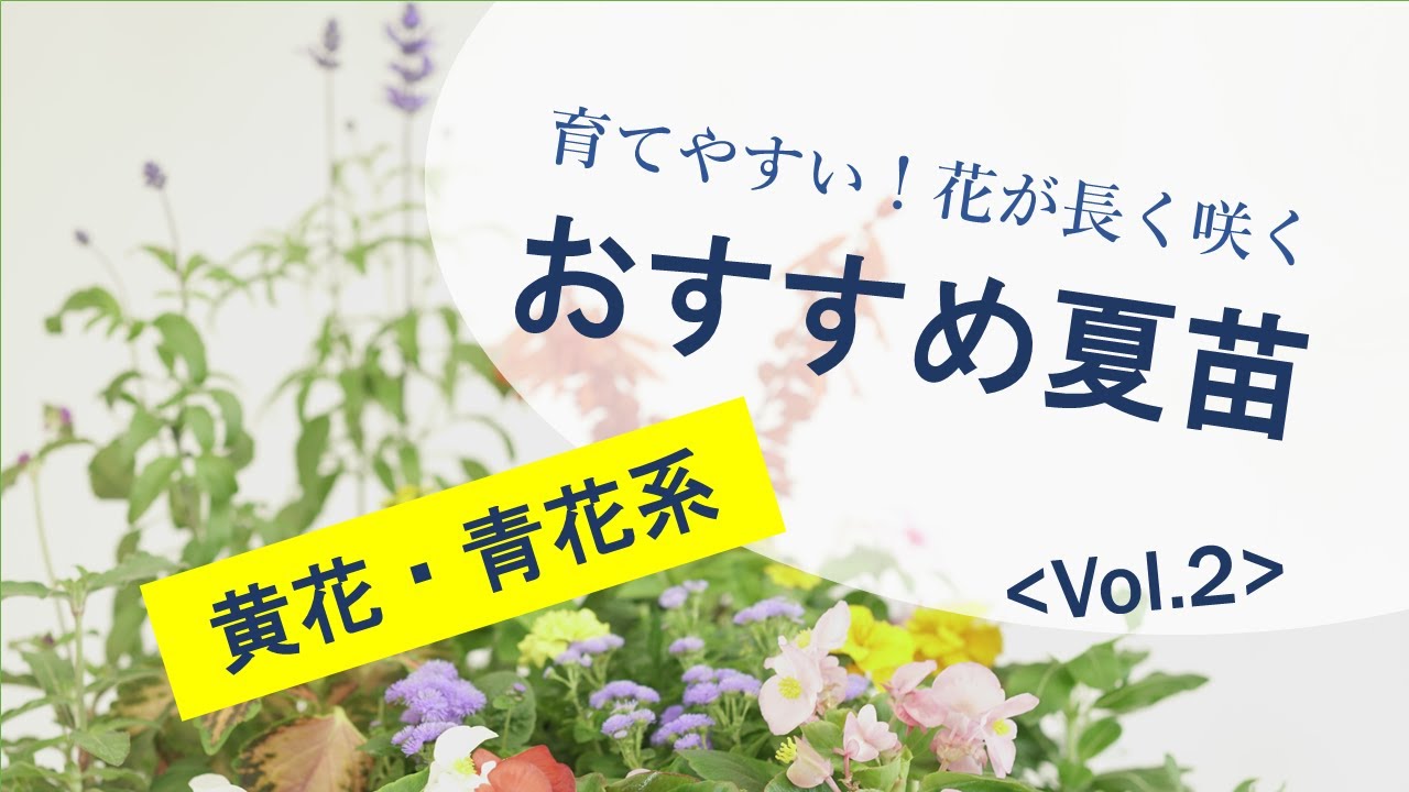 育てやすい 花が長く咲く おすすめ夏苗 Vol 2 黄色 青花系 Youtube