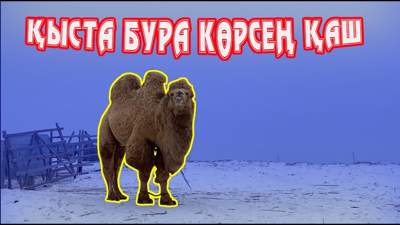 Жылқыларға шөп салып/Апачи және Бураны көрдік