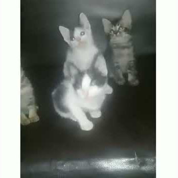 Kucing joget lucu