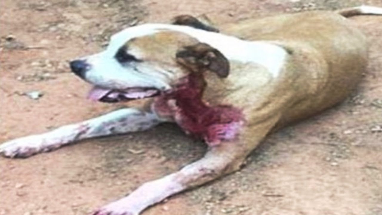 暴漢に襲われた女性を助けた犬。何度刺されても守り抜いた犬の勇姿に胸を打たれる【動物の感動する話】