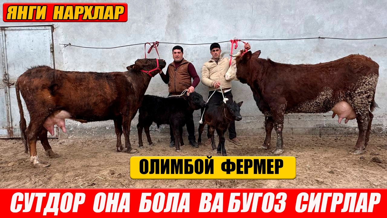 СУТДОР  ОНА  БОЛА   ВА БУГОЗ  СИГРЛАР  ОЛИМБОЙ  ФЕРМЕР ! 8-МАРТ