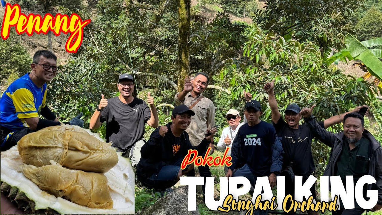 Melihat kebun durian Tupai king di Penang Malaysia || ternyata mirip Trenggalek