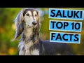 Saluki - TOP 10 Interesting Facts の動画、YouTube動画。