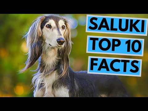 فيديو: 10 حقائق مثيرة للاهتمام حول الكلاب السلوقية