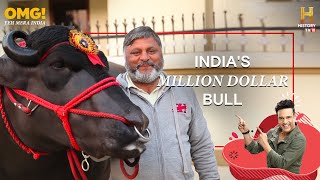 A Bull Worth 9 Crores – 9 करोड़ का सांड - OMG! Yeh Mera India – HISTORY TV18 A Bull Worth 9 Crores – 9 करोड़ का सांड - OMG! Yeh Mera India – HISTORY TV18