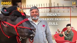 India's Super Bull Yuvraj - Father of 150,000 Calves - OMG! Yeh Mera India