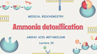 Lecture 32 | Ammonia Detoxification