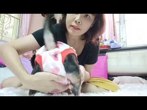 วีดีโอ: วิธีการเจาะรูในหมาของคุณ