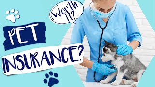 PET INSURANCE 2021  Is It Worth The Cost?