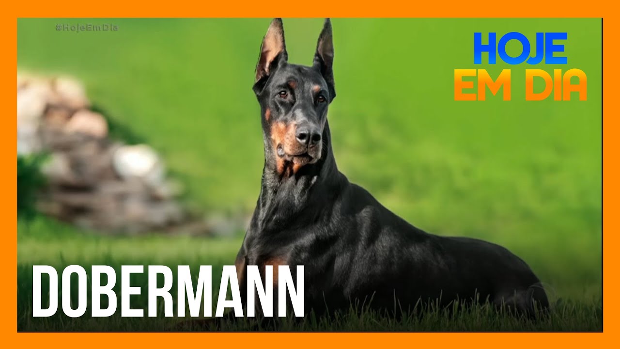 Cachorro Doberman: descubra aqui tudo sobre a raça