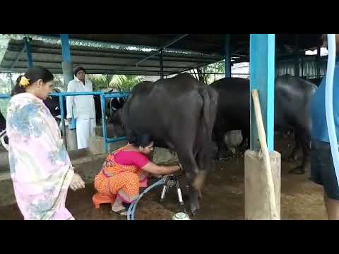 Buffalo Milking machine