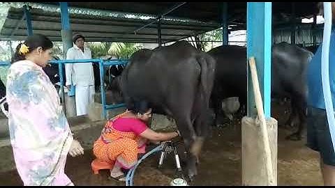 Buffalo Milking machine