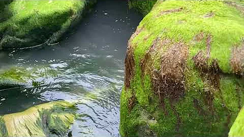 Low tide quiet mind green is the colour