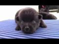 Sailing Schipperkes - First month of 3 puppies Schipperke の動画、YouTube動画。