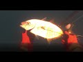 Spearfishing Yellow Spotted Trevally |  Local Spearo Hunting