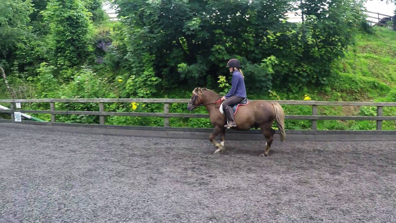 Laddie flat work Penycoed Riding Stables - YouTube
