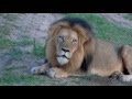 Rare African Lion Roar