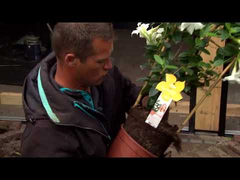 Video: Mandevilla-plantenverzorging - Mandevilla kweken in uw tuin