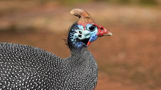The Loud and Guarding Guineafowl Sounds 🐔🌾 screenshot 3