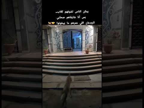 يمكن الناس تشوفهم كلاب بس أنا شايفاهم صحابي الجدعان عمرهم ما بيخونوا اكسبلور  ترند كلاب