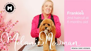 💖Frankie the Cavoodles gets her 2nd puppy hair cut at 6 months old💖 by Melanie Newman Salon Essentials 970 views 6 months ago 20 minutes