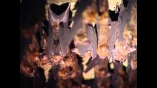 Diverse Bats in Taiwan
